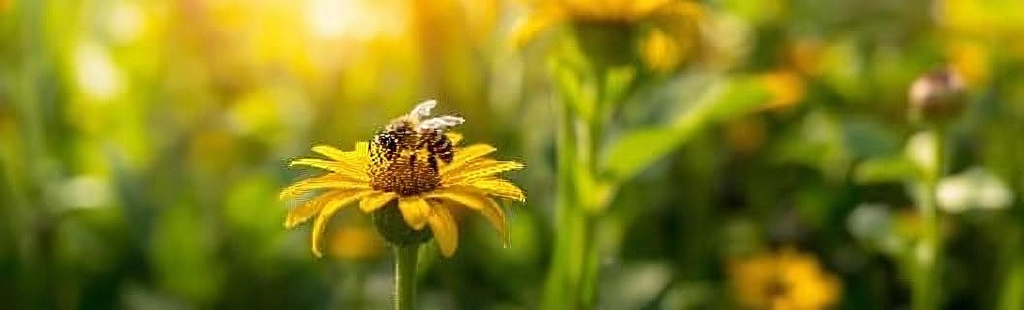 Bee on a bright yellow flower in a sunlit garden.